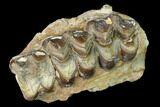 Oreodont (Merycoidodon) Jaw Section - South Dakota #140910-1